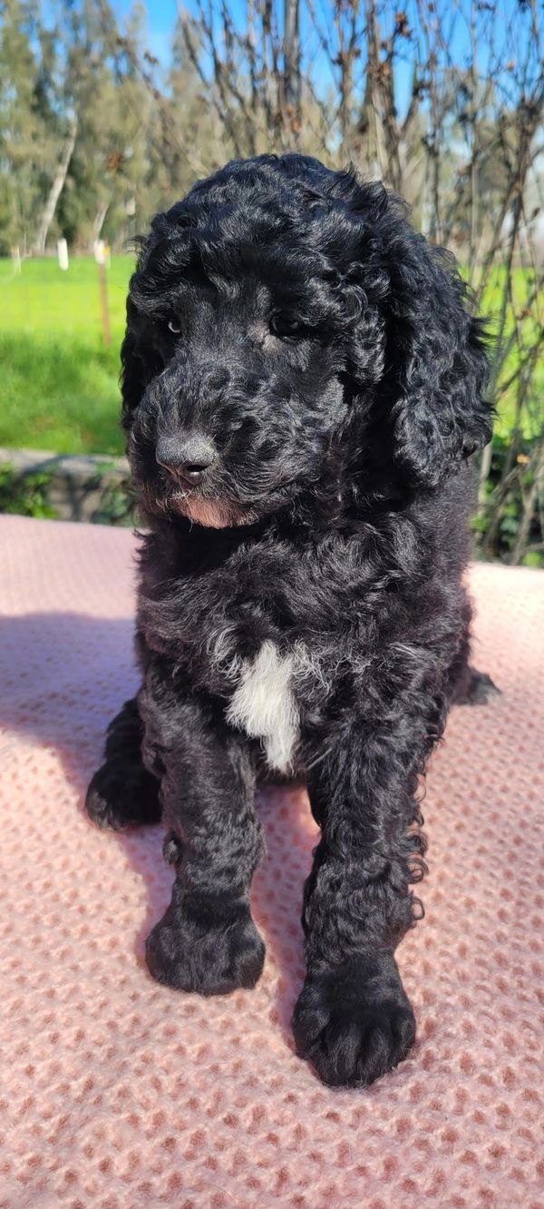 Moyen Poodle Puppies